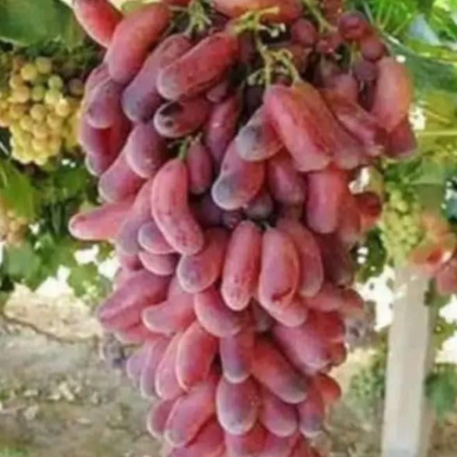 

bibit tanaman anggur impor red husain grafting