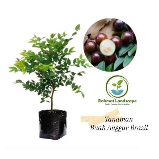 bibit tanaman anggur brazil - bibit pohon anggur brazil - pohon anggur brazil - pohon anggur - anggu