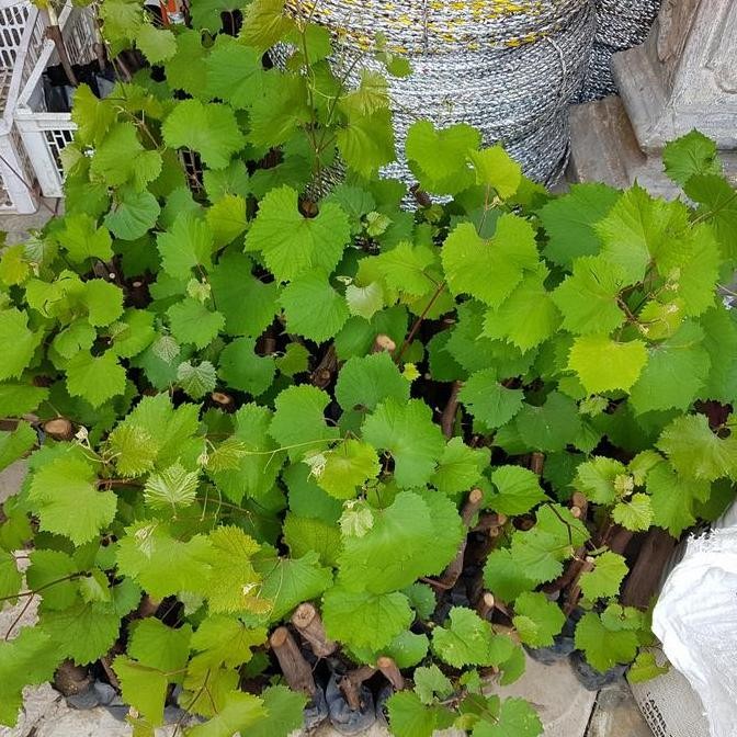 bibit anggur rootstock creola negra (CN)