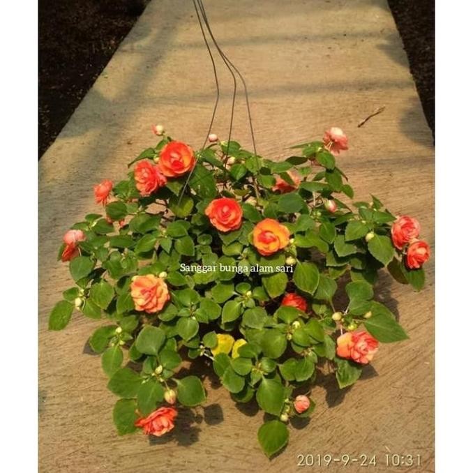 Ready Tanaman Hias Gantung Pacar Air