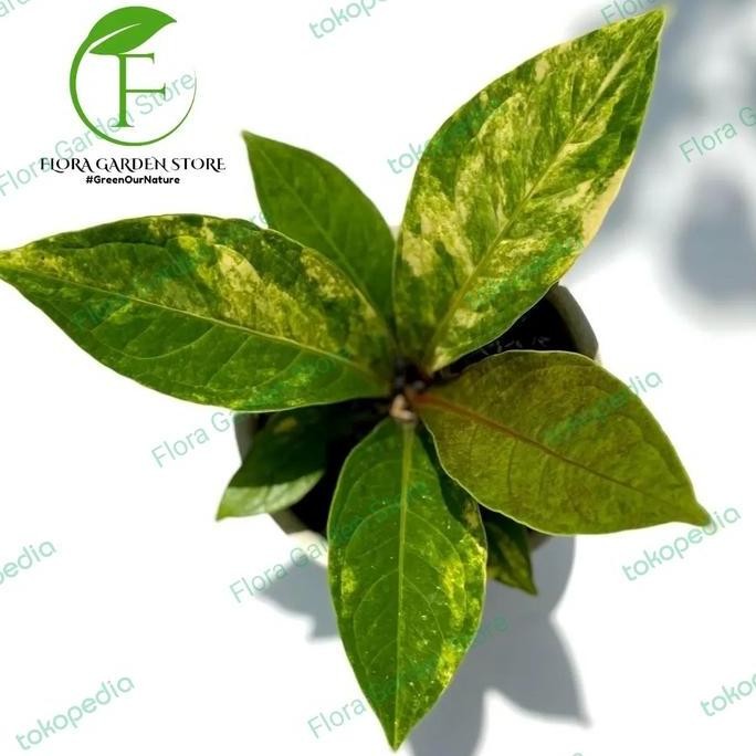 Ready Tanaman Hias Anthurium Jemani Cobra Variegata - Anthurium Variegata