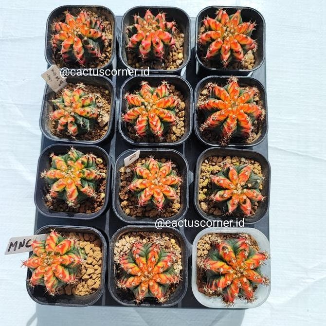 Ready gymnocalycium gymno multicolor multi color