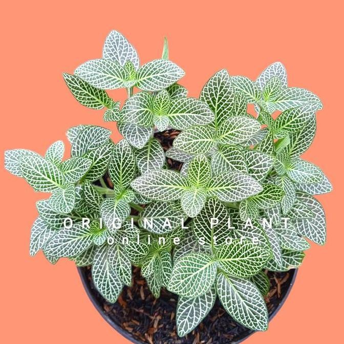 Ready TANAMAN HIAS FITTONIA WHITE