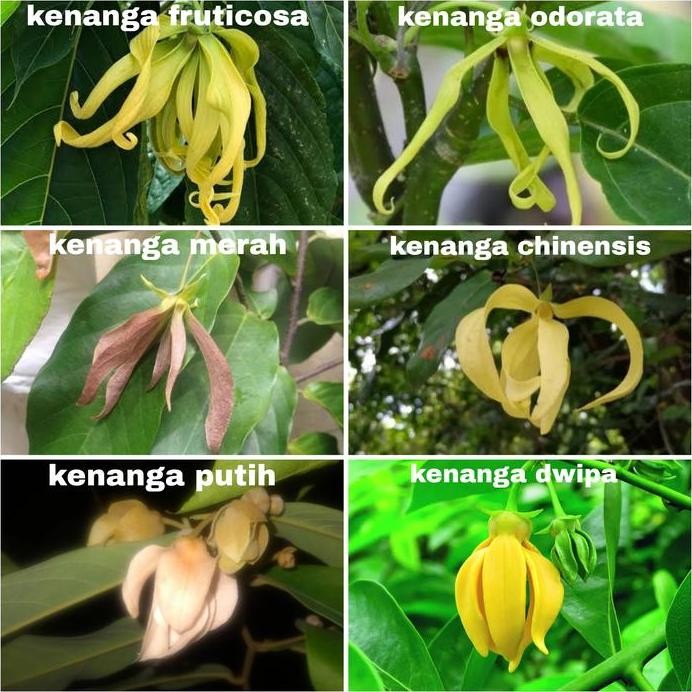 Ready Bibit Tanaman Kenanga Merah Langka Wangi
