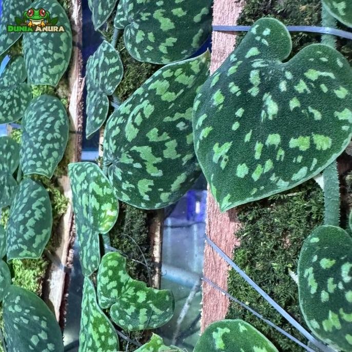 Ready Tanaman Vivarium Scindapsus pictus sp yellow spot - Borneo
