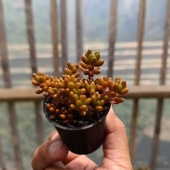 Ready Sukulen Jelly Bean Merah | kaktus dan sukulen