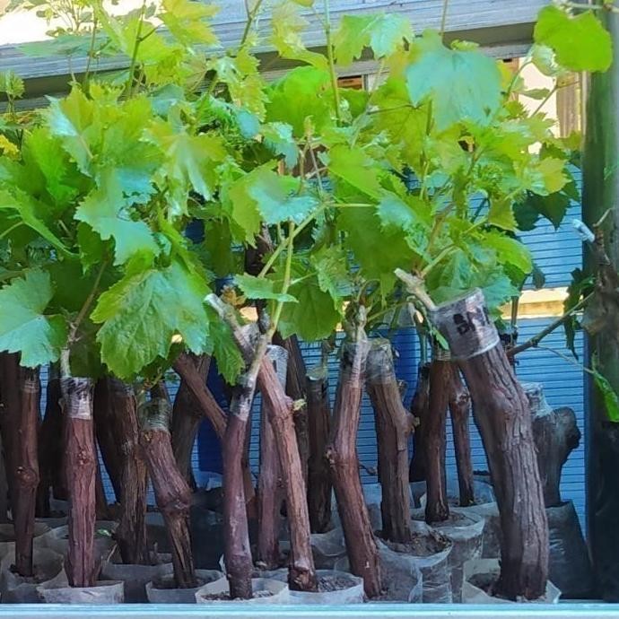 POHON Bibit Tanaman Buah Anggur Import Ninel cepat BISA COD