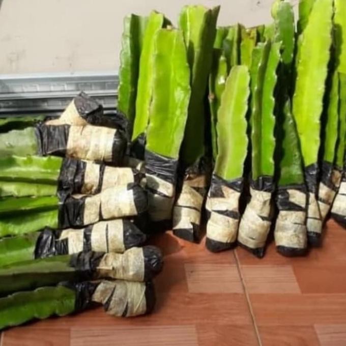 POHON Bibit pohon buah naga - Buah naga merah - pohon buah naga-dragon BISA COD