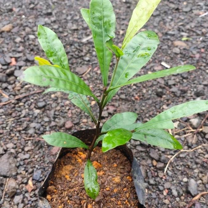 POHON bibit buah magic fruit miracle/pohon buah ajaib BISA COD