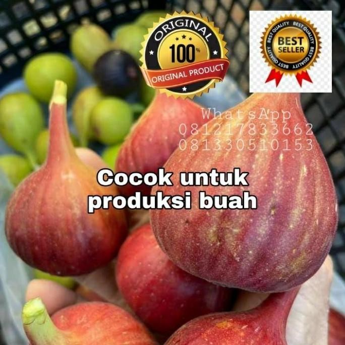 POHON Bibit tanaman buah tin Red Palestine Fresh BISA COD
