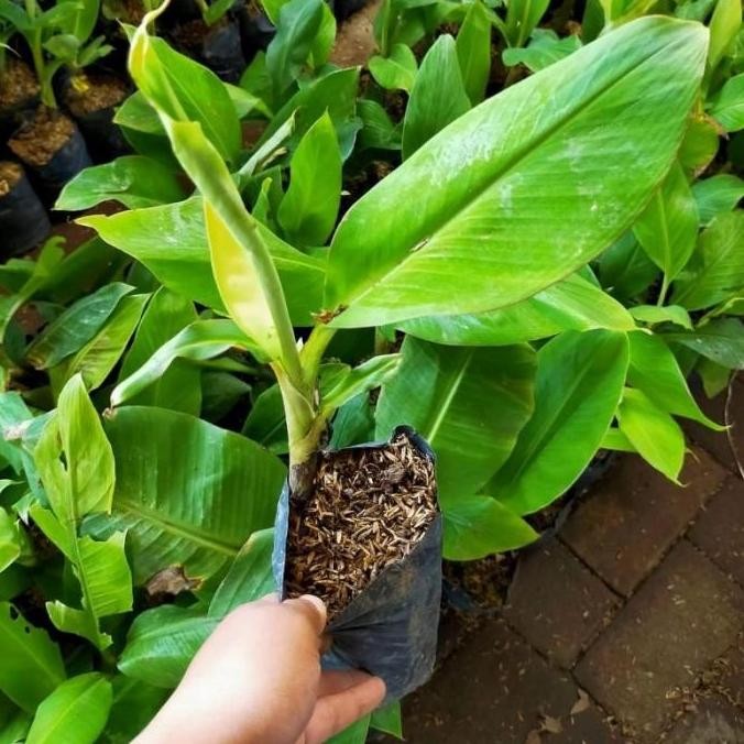 POHON Pohon Pisang Cavendish Kuning/Bibit Buah Pisang Cavendish BISA COD