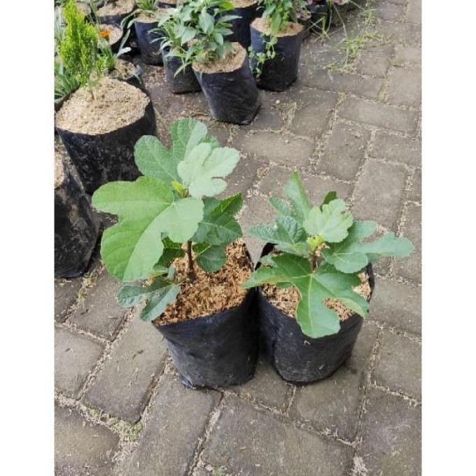 POHON Bibit Tanaman Buah Tin Ara Buah Merah Red Palestine pohon BISA COD