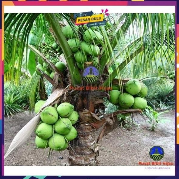 POHON Bibit Tanaman Buah kelapa wulung kelapa hij wulung BISA COD