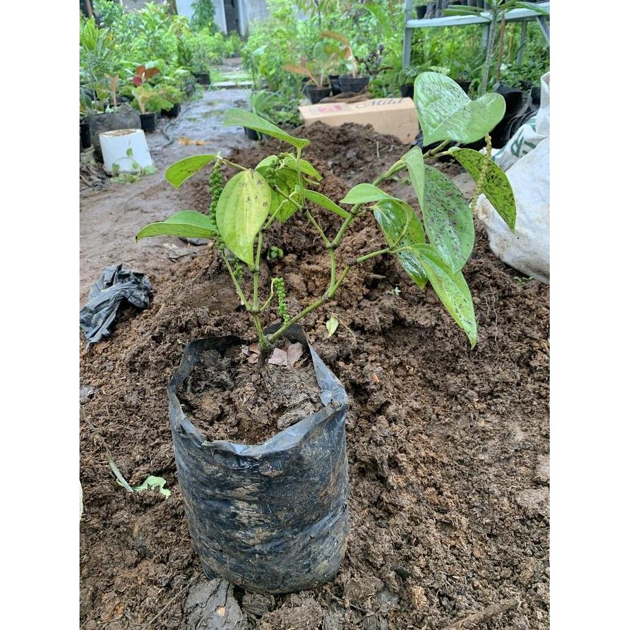 Bibit Pohon Lada Perdu - Tanaman Buah Lada Perdu - Tanaman Merica BISA COD