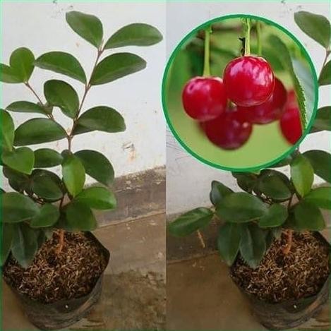POHON Bibit Tanaman Buah Cherry / Ceri Vietnam BISA COD