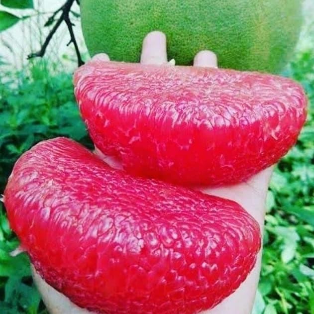 POHON Bibit Jeruk Red Pamelo Bibit Tanaman Buah Jeruk Pamelo Merah BISA COD