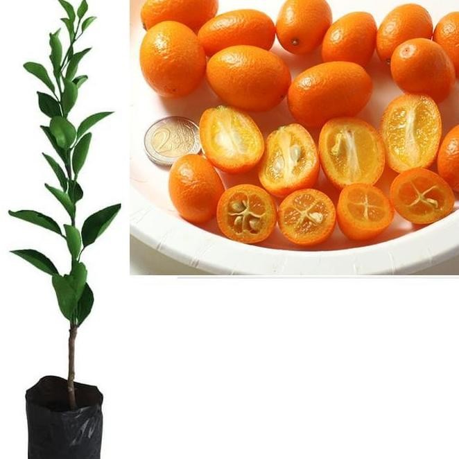 Bibit Tanaman Pohon Jeruk Nagami Bibit Jeruk Nagami Buah Jeruk Nagami BISA COD
