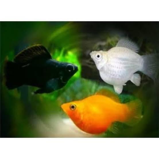 AL Ikan hias molly balon