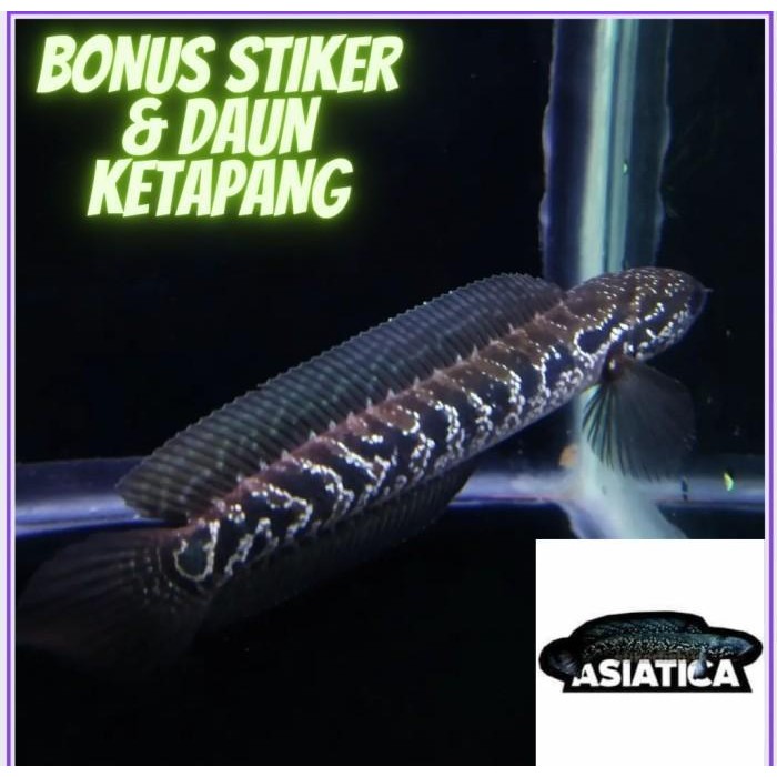 AL channa asiatica ws white spot pure 16 15 14 13 12 11 10 9 8 7 6 5 4 cm