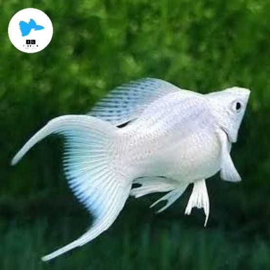 AL ikan hias molly platinum cawang/ ekor cagak jumbo