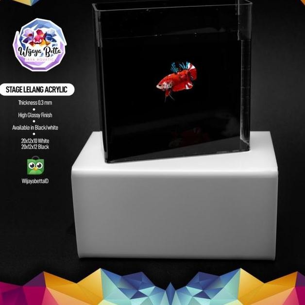 (RATU BEE) STAGE LELANG CUPANG ACRYLIC - PUTIH AQUARIUM AKUARIUM IKAN HEWAN PELIHARAN