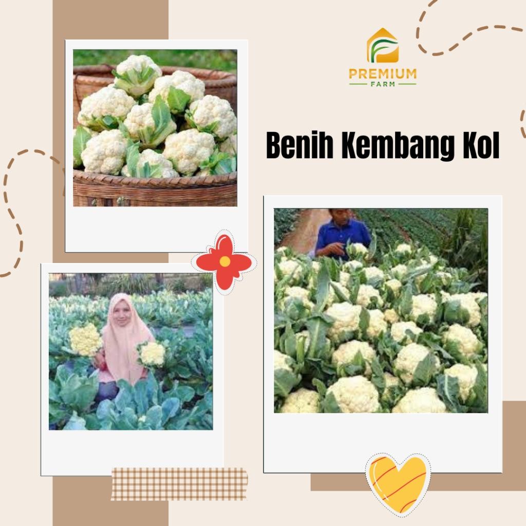 

Lmr Premium Farm - Benih Biji Kembang Kol Putih F1 Dataran Rendah