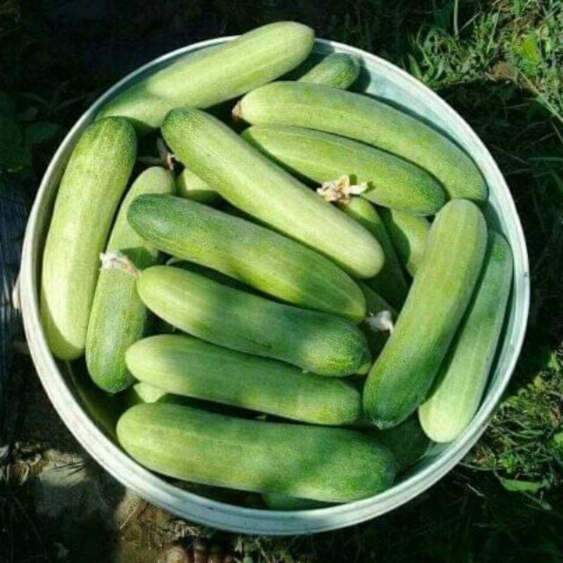 

25 Jenis Sayuran Paket Hemat Isi Banyak Jaminan Tumbuh