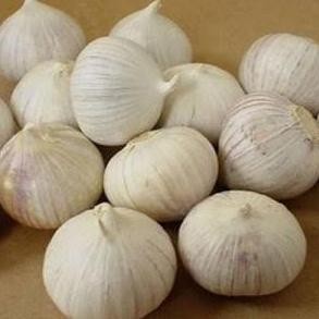

Diskon! Bawang Putih Tunggal 100gr Herbal Alami Ukuran Mini