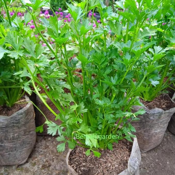 Tanaman Seledri Bibit Seledri Siap Tanam seledri ngi ISTIMEWA