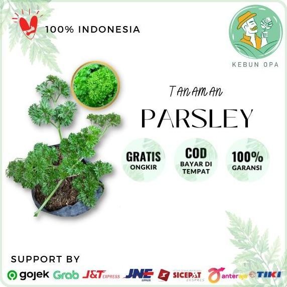 Bibit Tanaman Parsley Peterseli Segar terbaru