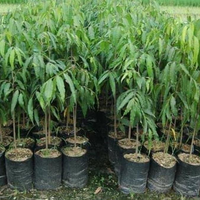 Tanaman Hias Glodokan Tiang - Bibit Pohon Glodokan Tiang terbaru