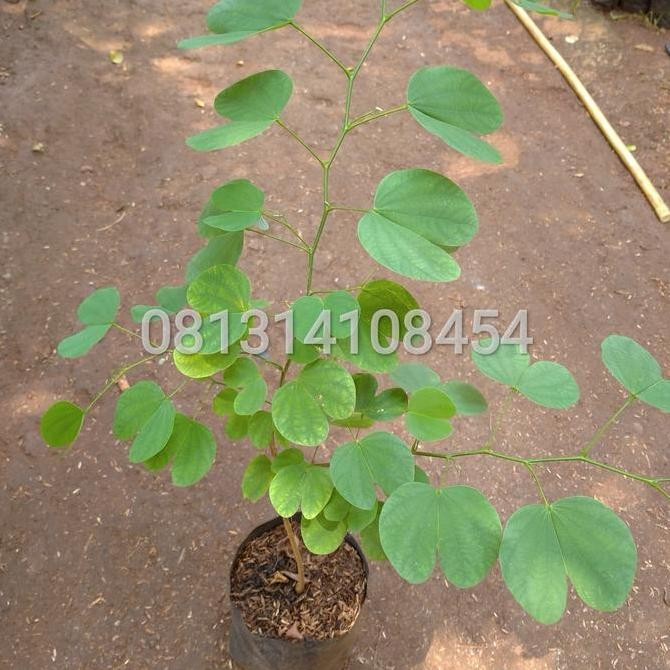 Bibit Tanaman Bunga Kupu-kupu Bhinia puurea Pohon Bunga kupu kupu BARANG SUPER