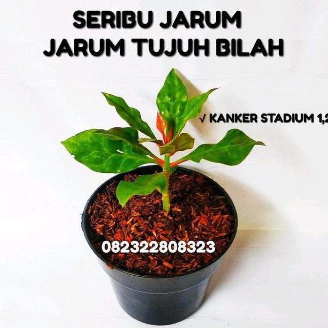 Tanaman Tujuh Duri Seribu Jarum Bibit Tujuh Duri Bibit Seribu Jarum BARANG SUPER