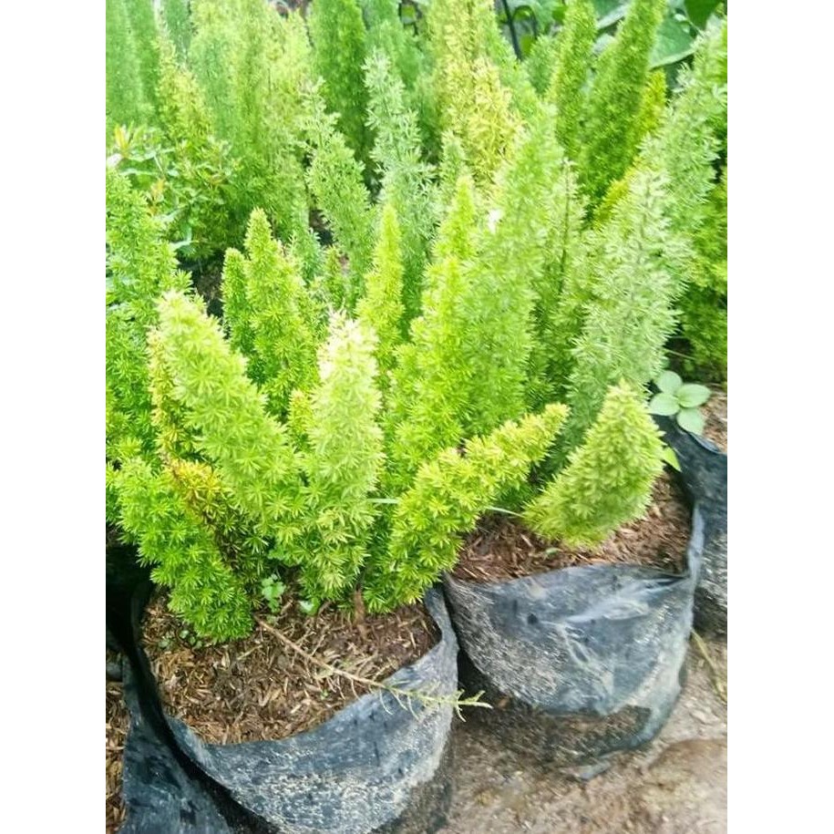Bibit tanaman hias ekor tupai Asparagus densiflorus BARANG SUPER