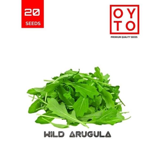 ARUGULA BIBIT TANAMAN HOPONIK F1 terbaru