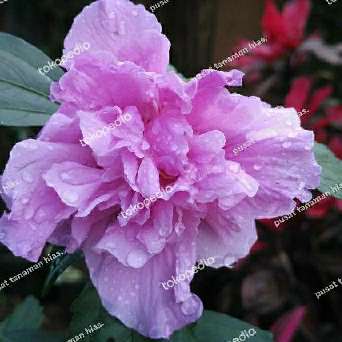 tanaman hias bunga sepatu ungu - bibit bunga sepatu ungu terbaru