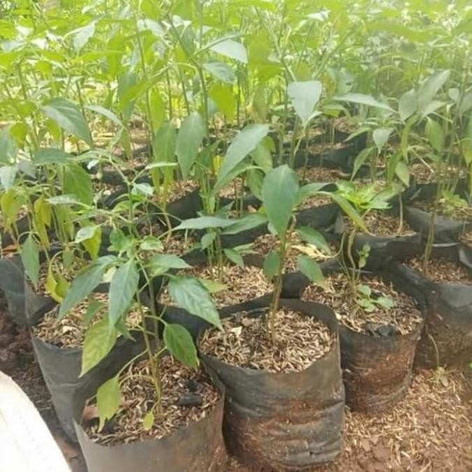 Pohon Cabe Keriting - Bibit Tanaman Pohon Cabe Kriting ISTIMEWA