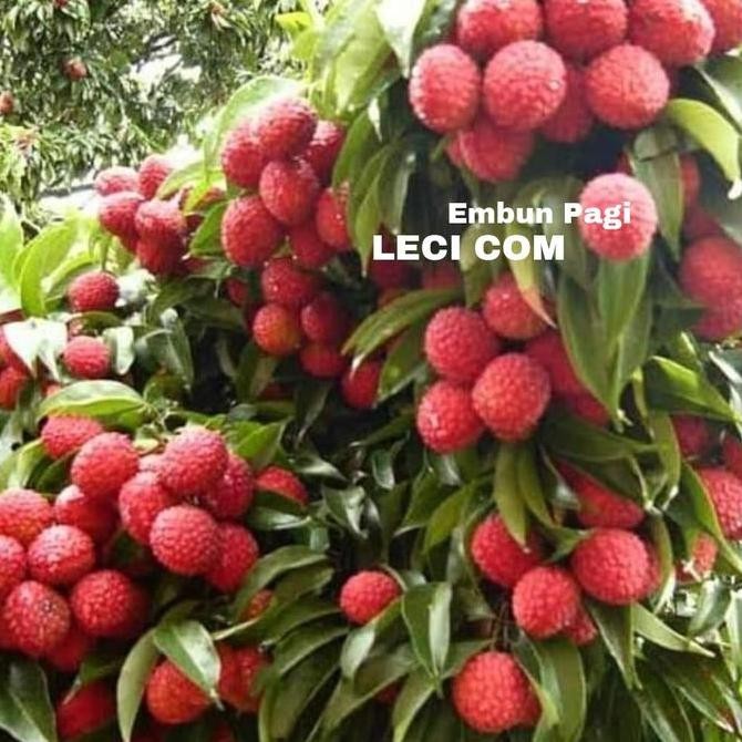 Bibit Pohon Buah Leci com dataran rendah cepat berbuah dari cangkok PREMIUM