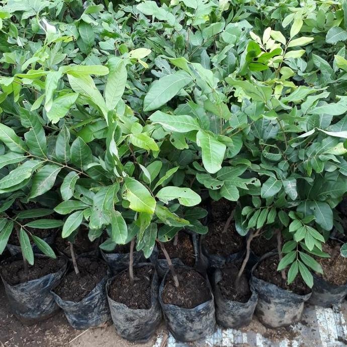 Bibit Tanaman Pohon Lengkeng Kristal Bibit Lengkeng Okulasi / Cangkok BARANG SUPER