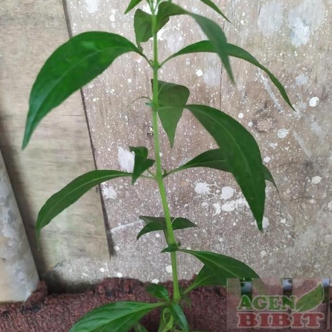 Bibit tanaman sambiloto herbal samiloto ISTIMEWA