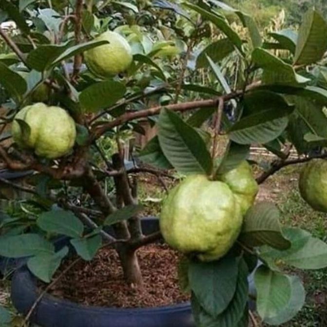 Bibit tanaman buah jambu siumik pala asli thailand ISTIMEWA