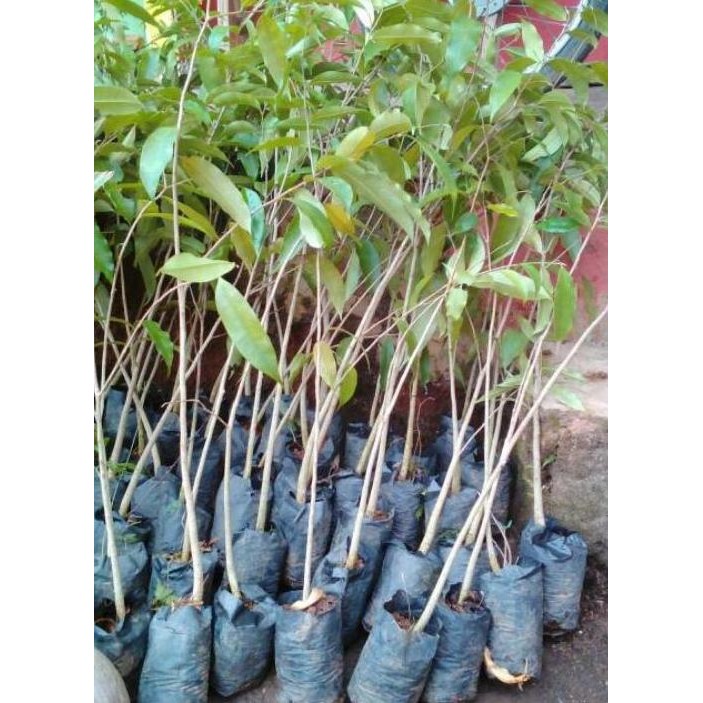 Tanaman Bibit Pohon Gaharu Super BARANG SUPER