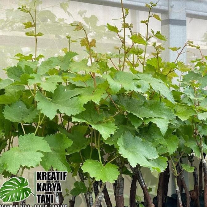 Bibit pohon anggur siap tanam - Pohon buah anggur PREMIUM