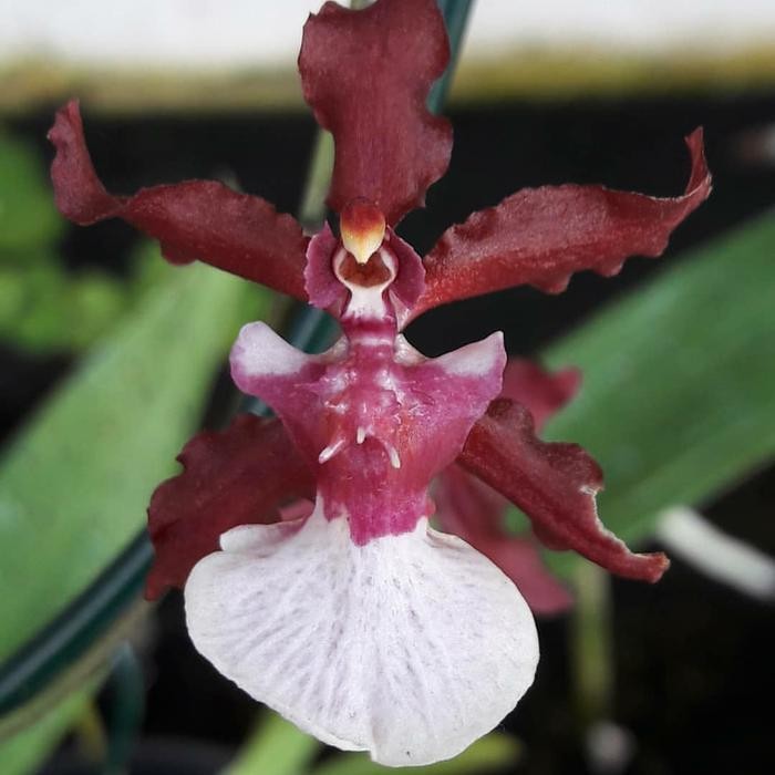 

Skm [ Dewasa ] Oncidium Sharry Baby: Anggrek Cokelat Beraroma Manis Yang Siap Memikat