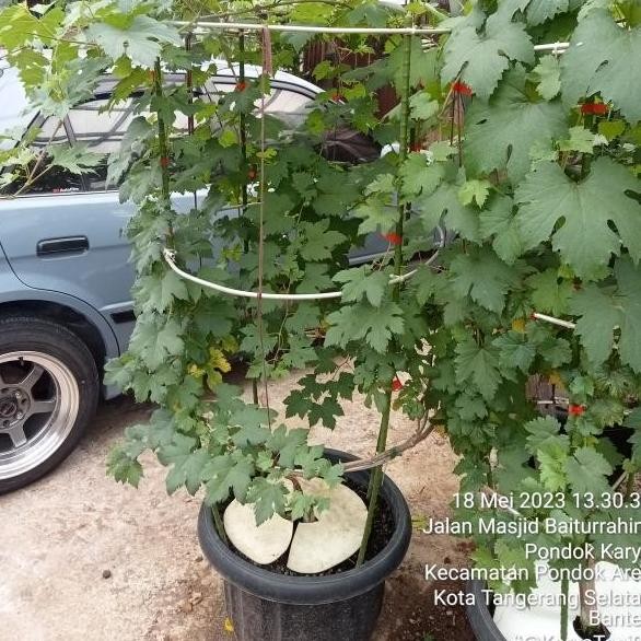 Pohon Anggur Berbuah import/Bibit Pohon Anggur Sudah Siap Buah PREMIUM