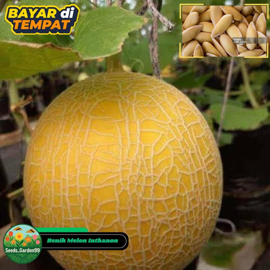 [TERLARIS] BIJI/BENIH MELON PREMIUM INTHANON GOLDEN EMERALD