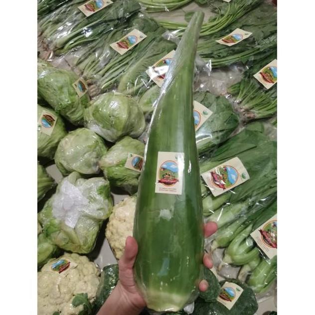 

Lidah Buaya Organik || Aloe Vera || 500-1200gr aSt