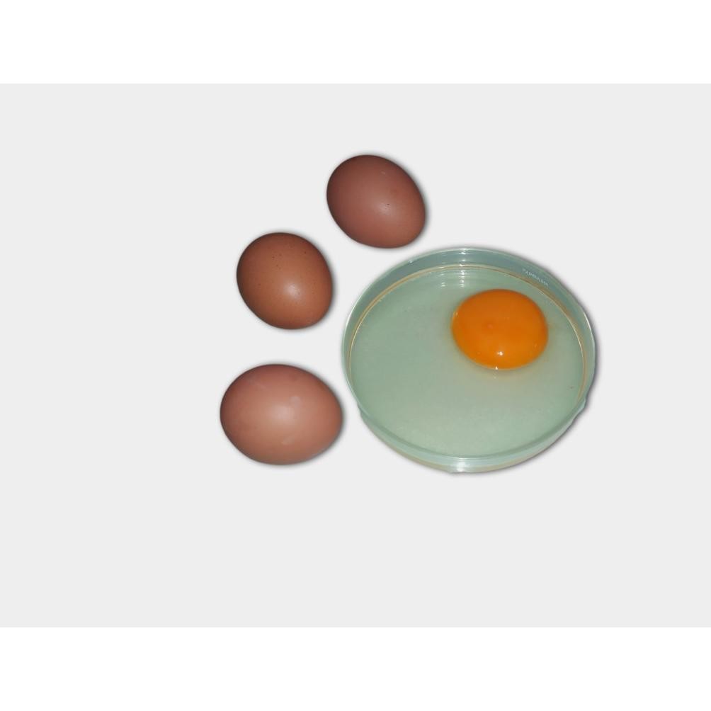 

Telur Omega Curah Segar Perkilo aSt