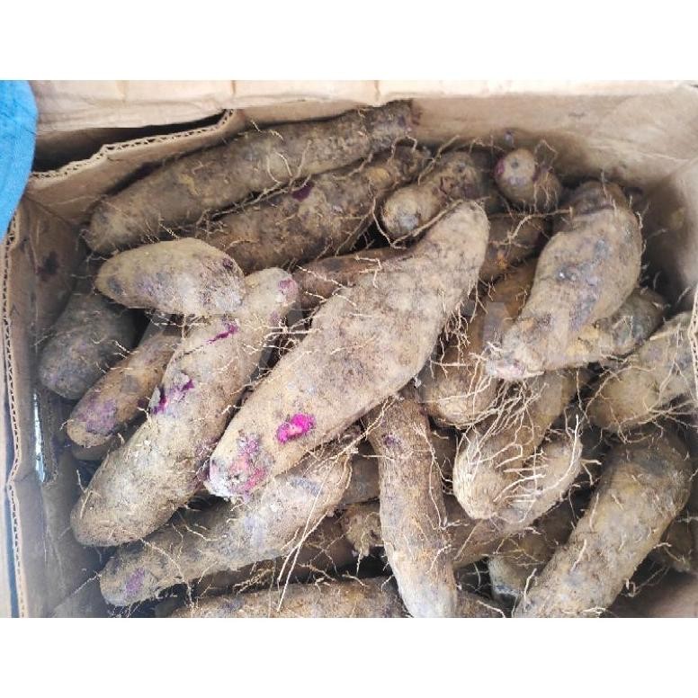 

THAISU / ubi ungu / keribang Pontianak /thaisu pontianak /keribang ( luar kota pakai dus ) aSt