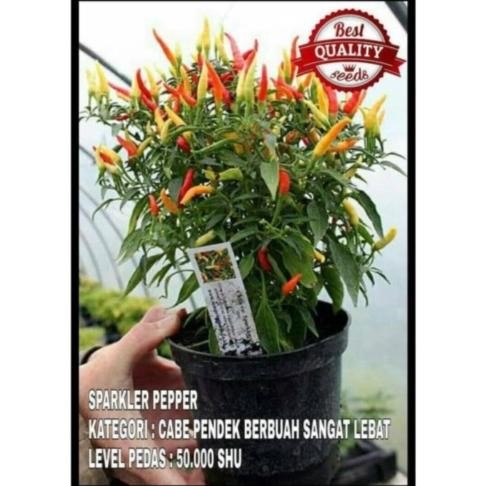 Benih Bibit Cabe Hias Sparkler Hot Pepper Cabai Pedas Mudah Tumbuh